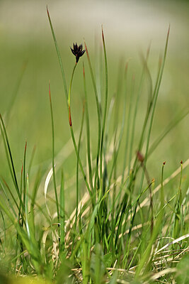 BUITEN BEELD Foto: 446820