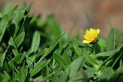 BUITEN BEELD Foto: 446825