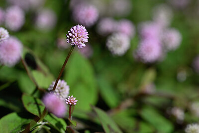 BUITEN BEELD Foto: 446827