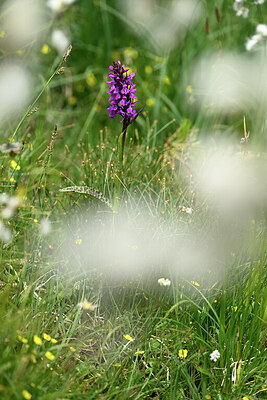 BUITEN BEELD Foto: 446828