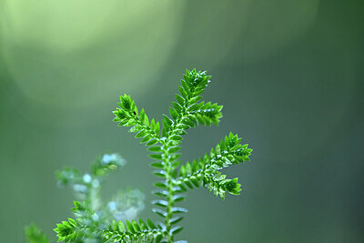 BUITEN BEELD Foto: 446830