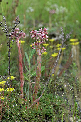 BUITEN BEELD Foto: 446832