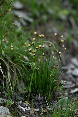 BUITEN BEELD Foto: 446836