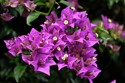 BUITEN BEELD Foto: 446837