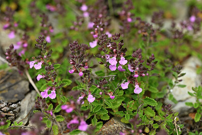 BUITEN BEELD Foto: 446838