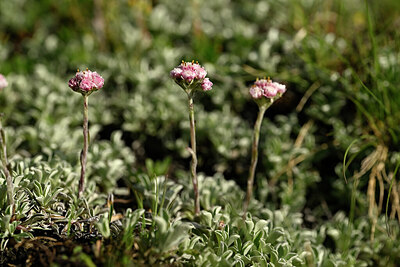 BUITEN BEELD Foto: 446842
