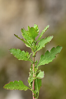 BUITEN BEELD Foto: 446843
