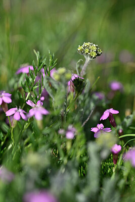 BUITEN BEELD Foto: 446846