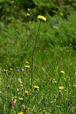 BUITEN BEELD Foto: 446847