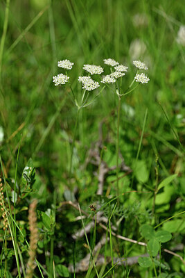 BUITEN BEELD Foto: 446851