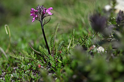 BUITEN BEELD Foto: 446854