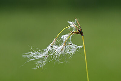 BUITEN BEELD Foto: 446863