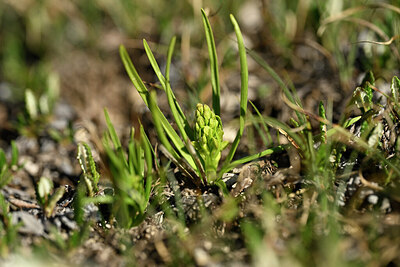 BUITEN BEELD Foto: 446870