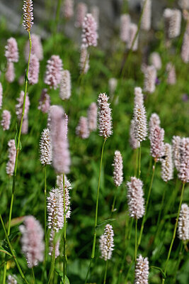BUITEN BEELD Foto: 446874