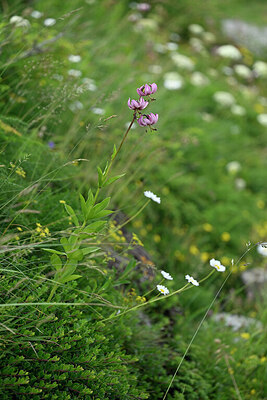 BUITEN BEELD Foto: 446875