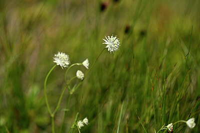 BUITEN BEELD Foto: 446876