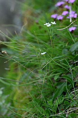 BUITEN BEELD Foto: 446881