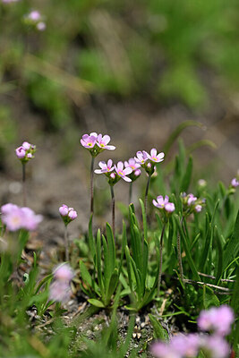 BUITEN BEELD Foto: 446890