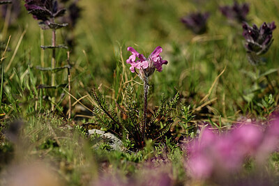 BUITEN BEELD Foto: 446891