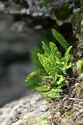BUITEN BEELD Foto: 446892