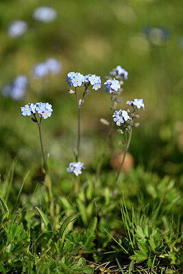 BUITEN BEELD Foto: 446893