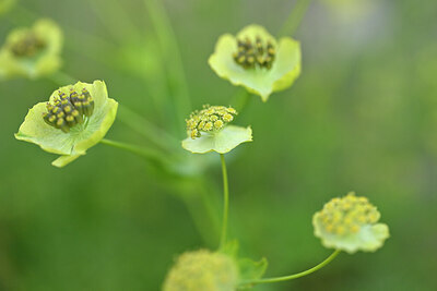 BUITEN BEELD Foto: 446896