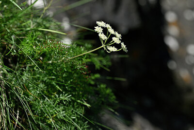 BUITEN BEELD Foto: 446898