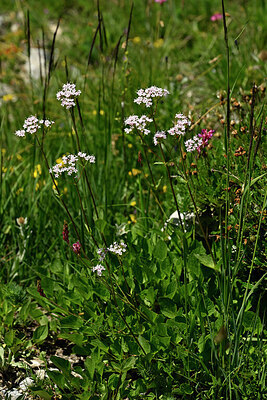 BUITEN BEELD Foto: 446900