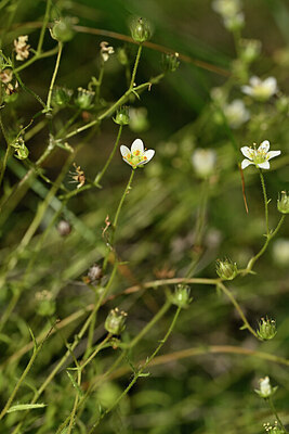 BUITEN BEELD Foto: 446902