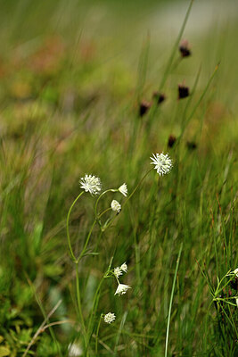 BUITEN BEELD Foto: 446911