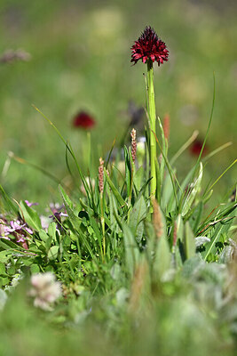 BUITEN BEELD Foto: 446913