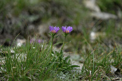 BUITEN BEELD Foto: 446920