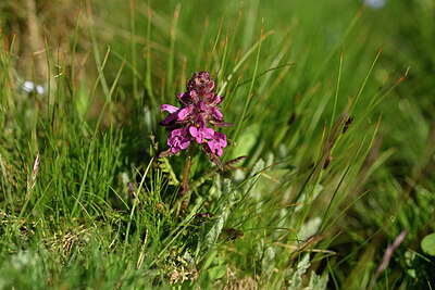 BUITEN BEELD Foto: 446923