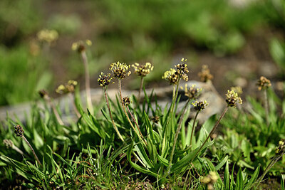 BUITEN BEELD Foto: 446924