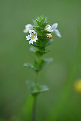 BUITEN BEELD Foto: 446926