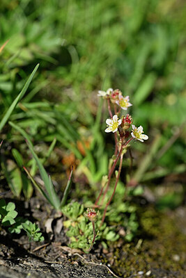 BUITEN BEELD Foto: 446934