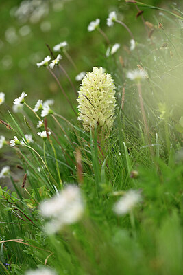 BUITEN BEELD Foto: 446937
