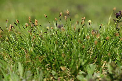 BUITEN BEELD Foto: 446938