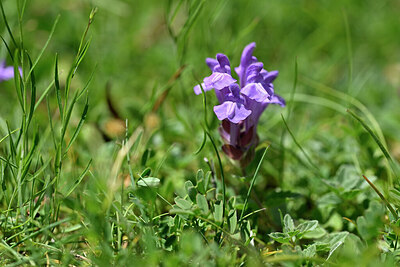 BUITEN BEELD Foto: 446939