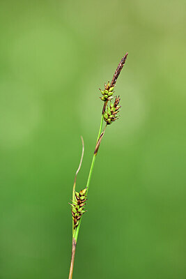 BUITEN BEELD Foto: 446943