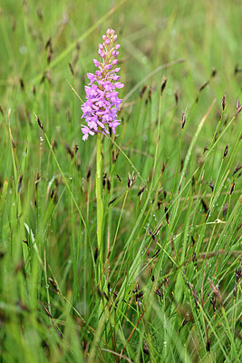 BUITEN BEELD Foto: 446949