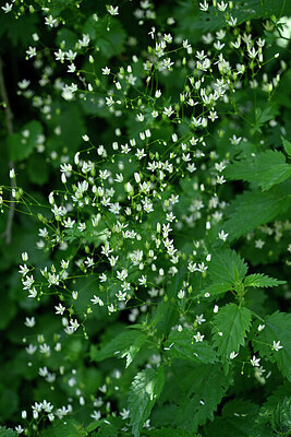 BUITEN BEELD Foto: 446950