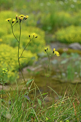 BUITEN BEELD Foto: 446952