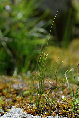 BUITEN BEELD Foto: 446955