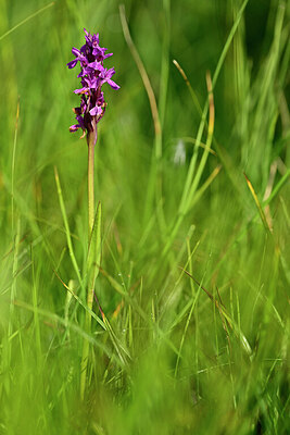 BUITEN BEELD Foto: 446957