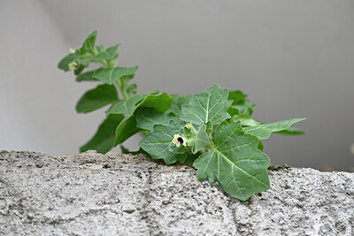 BUITEN BEELD Foto: 446959