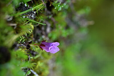 BUITEN BEELD Foto: 446960