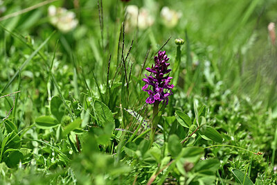 BUITEN BEELD Foto: 446965