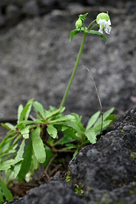 BUITEN BEELD Foto: 446967