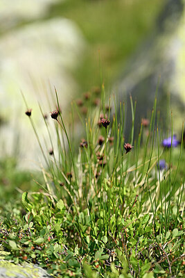 BUITEN BEELD Foto: 446968